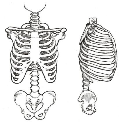 ribcage pelvis pic