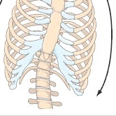 ribcage tilted to one side