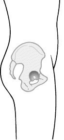 sideview of neutral pelvis