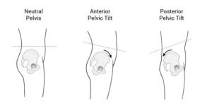 Neutral Pelvis