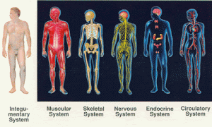 fives systems in color