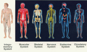 chakra yoga health holistic body systems