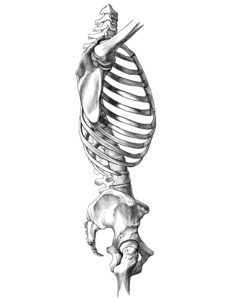 pilates soho anatomy