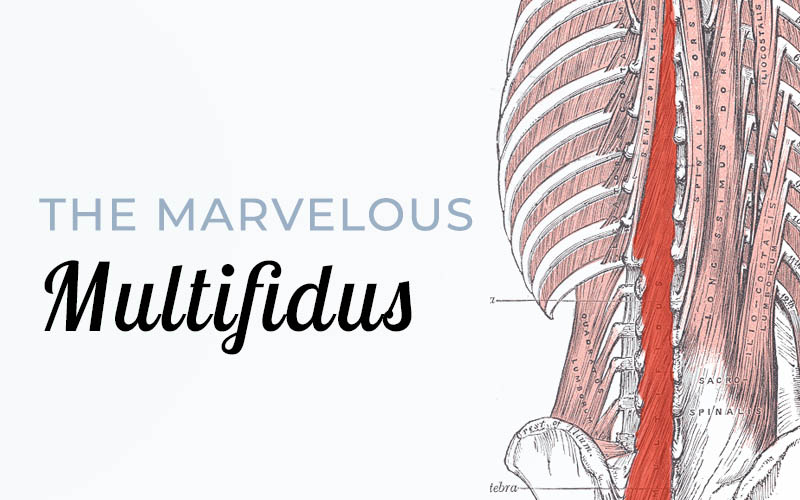 The Marvelous Multifidus – A Small Yet Mighty Muscle